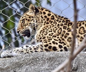 Leopard (Panthera pardus) in captivity