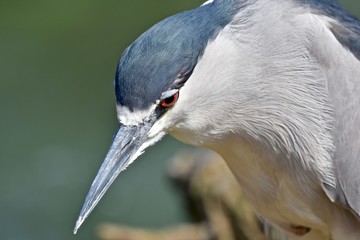 Black-Crowned Night Heron (Nycticorax nycticorax)