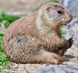 Black-tailed Prairie Dog ( Cynomys ludovicianus)