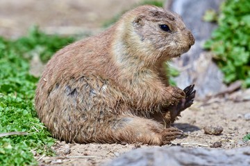 Black-tailed Prairie Dog ( Cynomys ludovicianus)