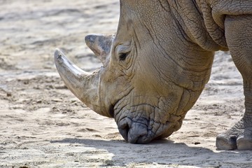 Obraz premium Southern White Rhino (Ceratotherium simum simum)