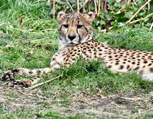 Young  cheetah (Acinonyx jubatus) laying in the sun