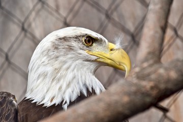 Bald Eagle (Haliaeetus leucocephalus) in captivity