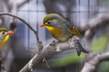 bird
