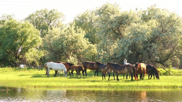 Small herd of horses and foals grazing in meadow near the river