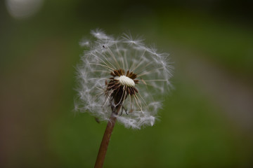 Dandelion