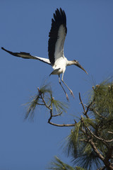 Wood stork landing in a pine tree in central Florida.