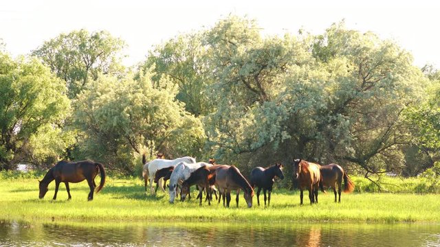 Small herd of horses and foals grazing in meadow near the river
