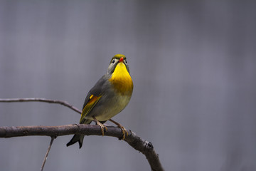 bird