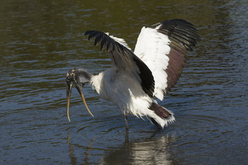 Wood stork standing in water drying its wings in Florida.