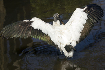 Wood stork standing in water drying its wings in Florida.