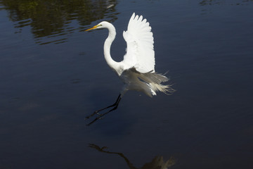 Great egret landing in water with wings outspread in Florida.