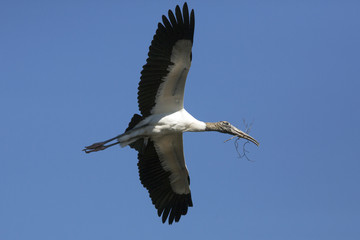 Wood stork flying with nesting material in its beak, Florida.