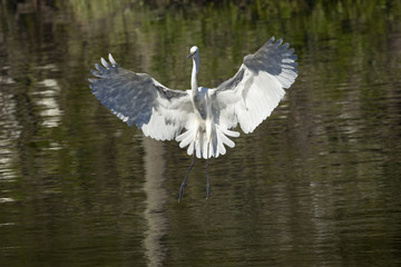 Great egret landing in water with wings outspread in Florida.