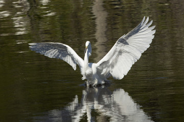 Great egret landing in water with wings outspread in Florida.