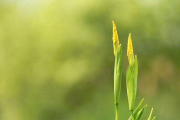Fototapeta premium Iris pseudacorus