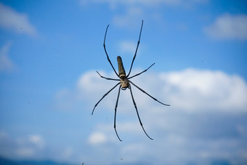 spider on blue sky background