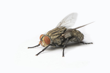 The Housefly on White background in Thailand and Southeast Asia.