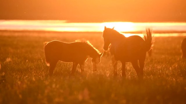Wild mustangs graze at sunset