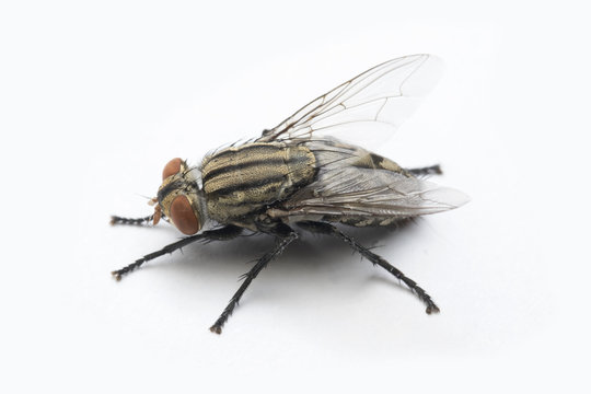 The Housefly on White background in Thailand and Southeast Asia.