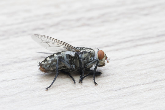 The Housefly on nature background in Thailand and Southeast Asia.