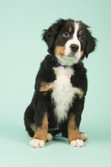 Bernese Mountain Dog puppy on green background