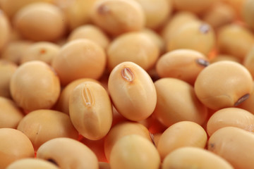 soybean