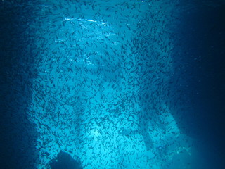 スキューバダイビング