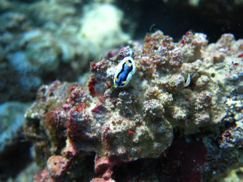 Anaspidea Bilder Durchsuchen 689 Archivfotos, und