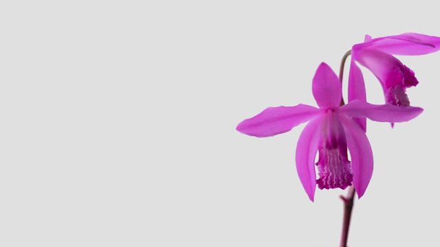シランの花　白バック