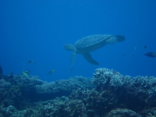 Fototapeta premium ウミガメ