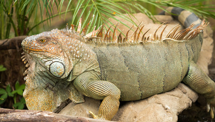 Iguana