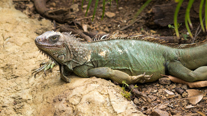 Iguana