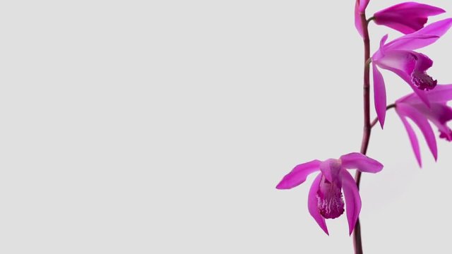 シランの花　白バック