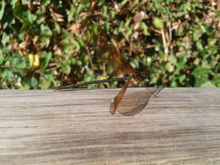 Libélula pronta a levantar voo