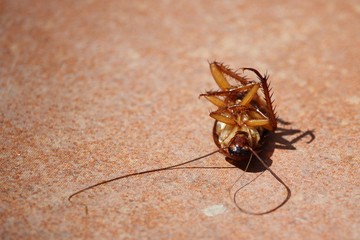 Cockroach