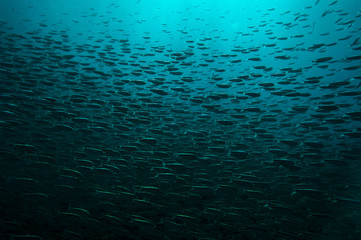 Fish Swimming Underwater in Jamaica