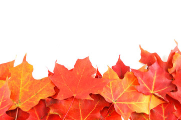 Naklejka premium red autumn maple leaves frame isolated on white background