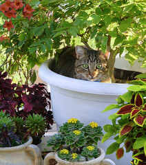 A cat relaxes in a large flower pot among flowers.