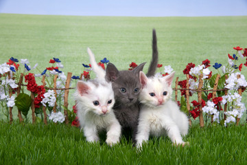 Three fluffy kittens, two white one gray sitting in green grass back yard setting, stick fence with red, white, blue flowers behind them with field of grass behind looking to viewers right.