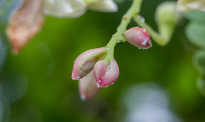 Close up drop of water and pink flower bud  of sweet tamarind
