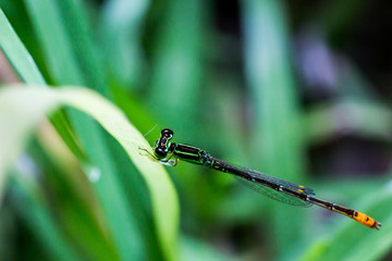 Close up small dragonfly on grass