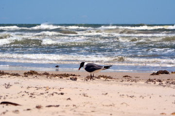 Laughing Gull Eating/Laughing gull looking for bugs on the beach