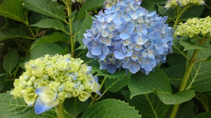 あじさい
hydrangea