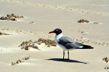 Laughing Gull Profile/Side view of male laughing gull in mating plumage