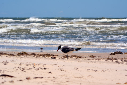 Laughing Gull Eating/Laughing gull looking for bugs on the beach