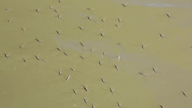 Tiny water insects