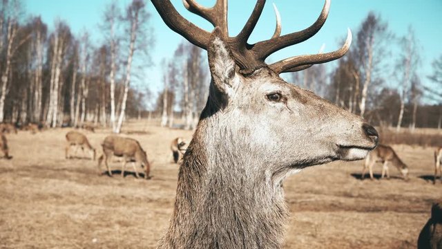 Large brown deer looking in the camera and chews, herd of the animals on the background. Autumn meadow.