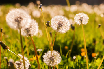 blowballs in a meadow in evening sun