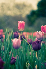 Split Tone Tulip